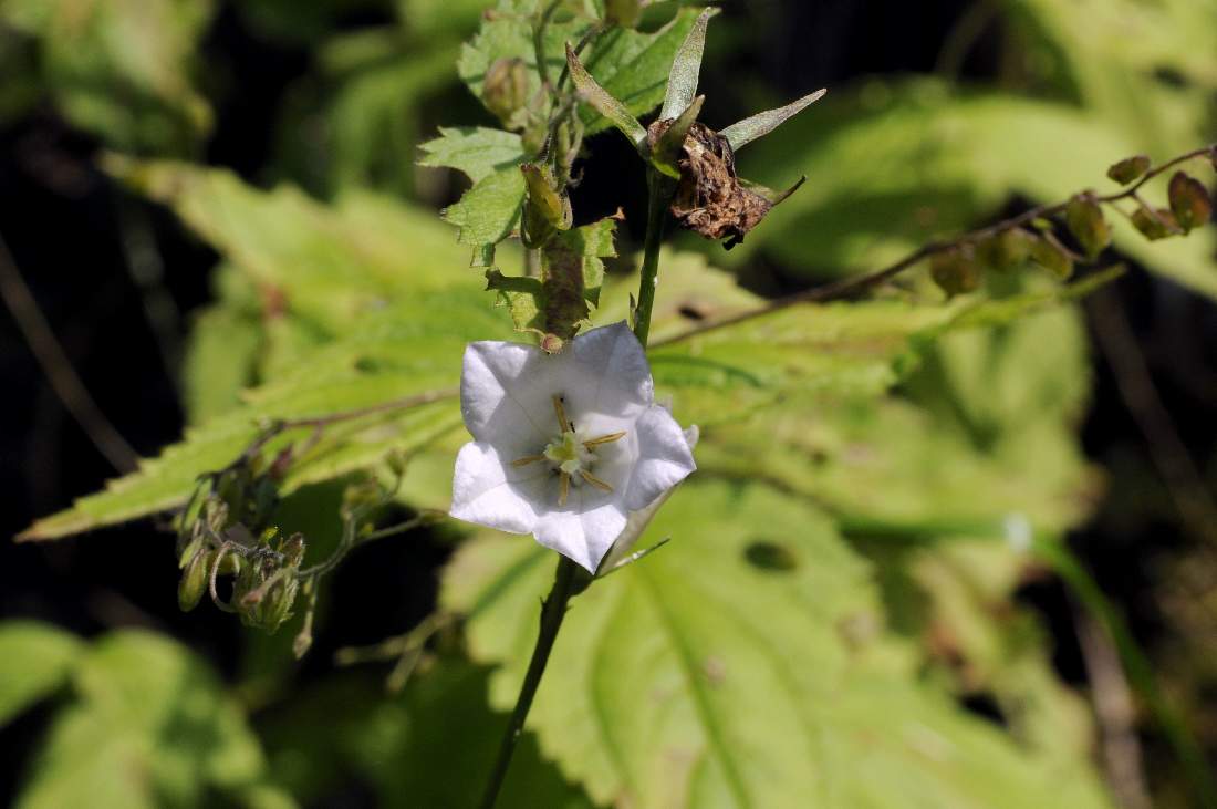 Monte Monfenera (TV):  Campanula persicifolia
